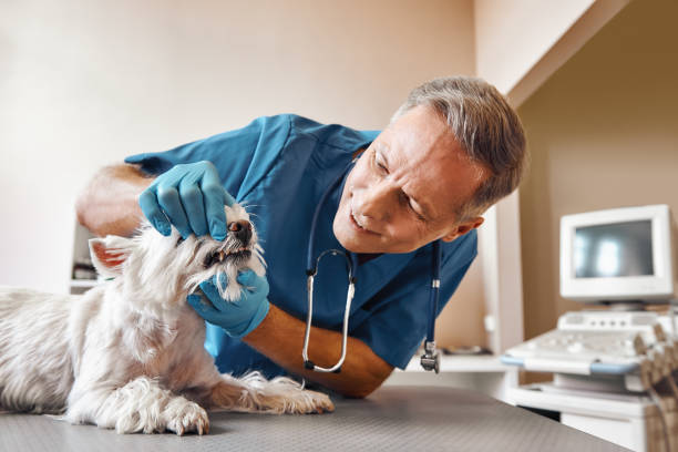  Godfrey, IL Emergency Dentist Pros